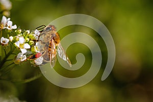 Bee on a white flower collecting pollen and gathering nectar to