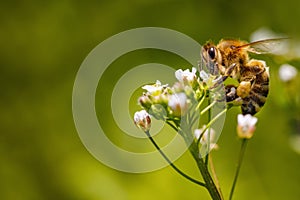 Bee on a white flower collecting pollen and gathering nectar to