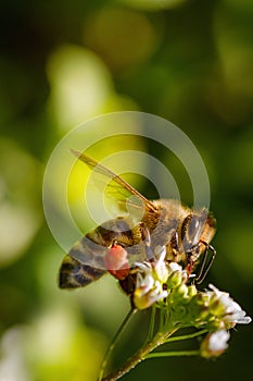 Bee on a white flower collecting pollen and gathering nectar to produce honey in the hive