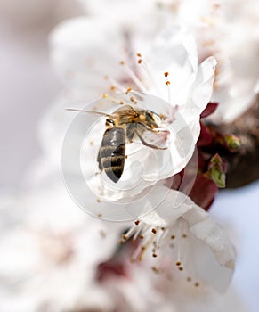 Bee on a white flower of a fruit tree.