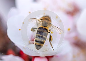 Bee on a white flower of a fruit tree.