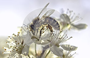 Bee White flower