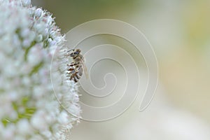 Bee on white flower