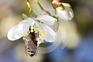 Bee on a white flower on a tree