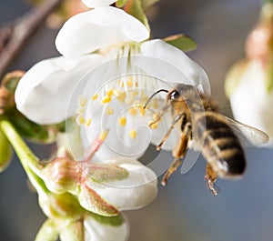 Bee on a white flower on a tree