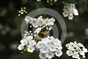 Bee on a white flower on a tree.Bee picking pollen from cherry tree flower.