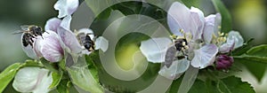 Bee on a white flower on a tree.Bee picking pollen from apple flower