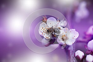 Bee on a white flower on a tree.Bee picking pollen from cherry tree flower.