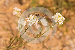 Bee on White Flower