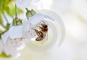 Bee and white flowers