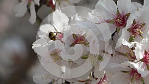 Bee white flowers of almond tree close-up. Honey bee flies and pollinates. Flowering in spring season.