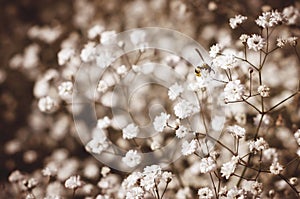 Bee on white flowers in autumn