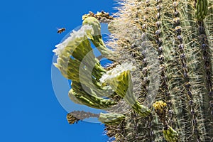 Bee White Flowers Sajuaro Cactus Saguaro Desert Museum Tucson Arizona