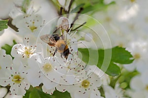 A bee on the (white) hawthorn flowers, looking for nectar and pollen.