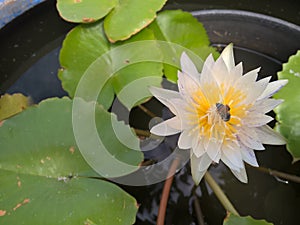 Bee on white lotus flower