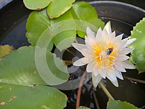 Bee on white lotus flower