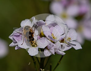 Bee on white meadow core flowers