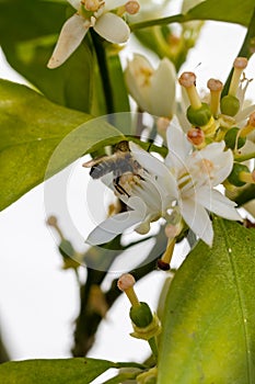 Bee on white orange blossom in natural light