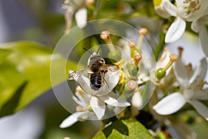 Bee on white orange blossom in natural light