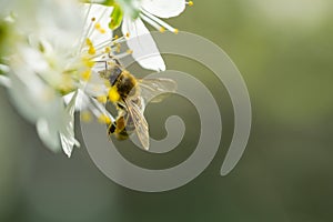 Bee on white plum flower with pollen in springtime. Close up mac