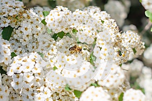 Bee on white Spiraea alba flowers collecting pollen. Narrowleaf meadowsweet blooming bush flower.Spring nature wallpaper