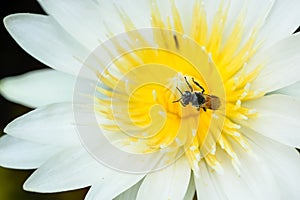 A bee in white waterlilly