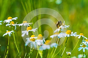 Bee on wild camomile flower on meadow and wheat