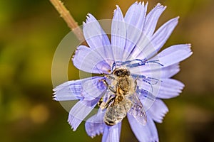 Bee on wild chichory flower