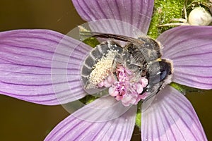 Bee in Wild Flower, Guadarrama National Park, Spain