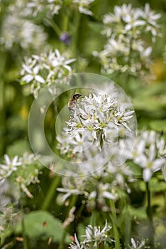 Bee on wild garlic flower