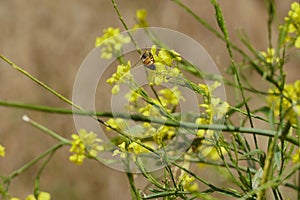 Bee in Wild Mustard