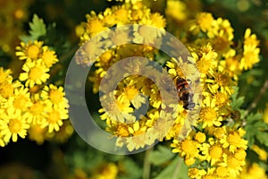 bee on Wild yellow chrysathemum flowers in autumn