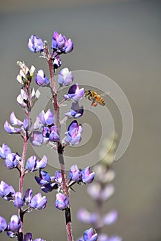 Bee and Wildflowers