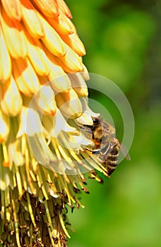 Bee