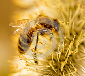 Bee on willow flowers in spring