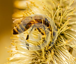 Bee on willow flowers in spring