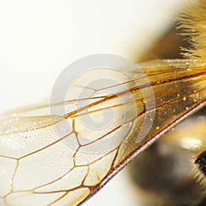 Bee wing detail