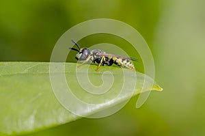 Bee Wolf - Philanthus triangulum photo