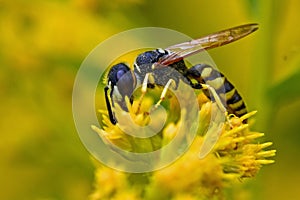 Bee Wolf  Philanthus triangulum photo