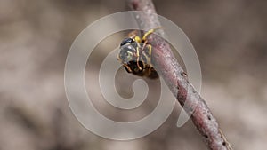 A bee wolf wasp, philanthus triangulum, with its prey that it has just caught a worker honey bee, Apis mellifera.