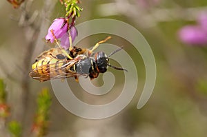 A Bee Wolf Wasp, Philanthus triangulum, with its prey that it has just caught a worker honey bee, Apis mellifera, perched on a Hea