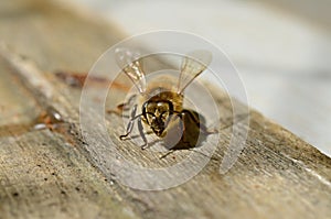 Bee on wood