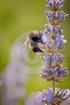 Bee at work