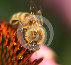 Miel de abeja sobre el 