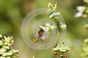 Bee at work