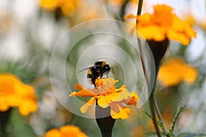 Bee at work, Bumblebee at work 5