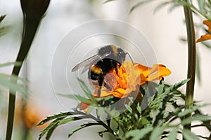 Bee at work, Bumblebee at work 4