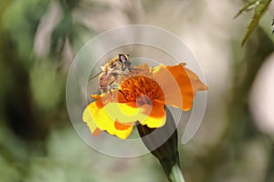 Bee at work, Bumblebee at work 7