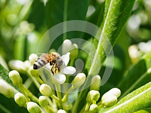 Bee work collecting nectar