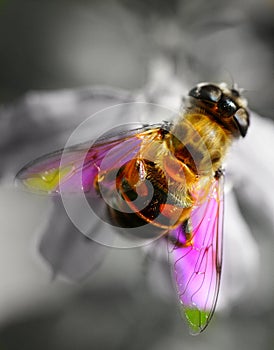Bee at work on a flower